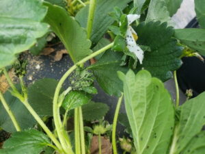pucerons du fraisier chaetosiphon fragaefolii traitement naturel se débarrasser parasites