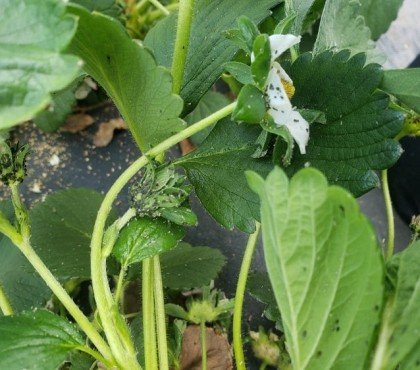 pucerons du fraisier chaetosiphon fragaefolii traitement naturel se débarrasser parasites