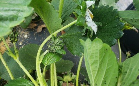 pucerons du fraisier chaetosiphon fragaefolii traitement naturel se débarrasser parasites
