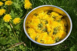 puis je manger les pissenlits de mon jardin bienfaits