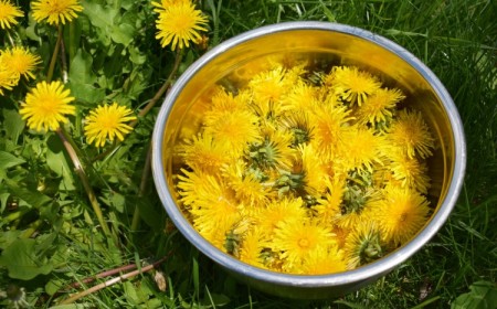 puis je manger les pissenlits de mon jardin bienfaits