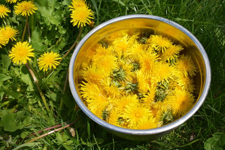 puis je manger les pissenlits de mon jardin bienfaits