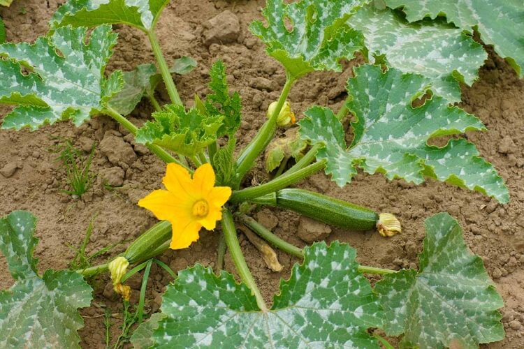 quand enlever les feuilles de courgettes effectuer rotation changer emplacement