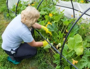 quand et comment tailler les courgettes coureuses et non coureuses guide simple conseils entretien