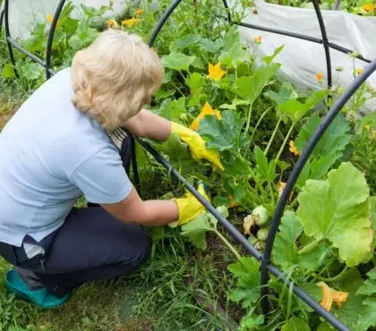 quand et comment tailler les courgettes coureuses et non coureuses guide simple conseils entretien