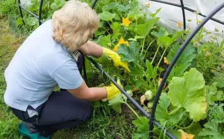 quand et comment tailler les courgettes coureuses et non coureuses guide simple conseils entretien