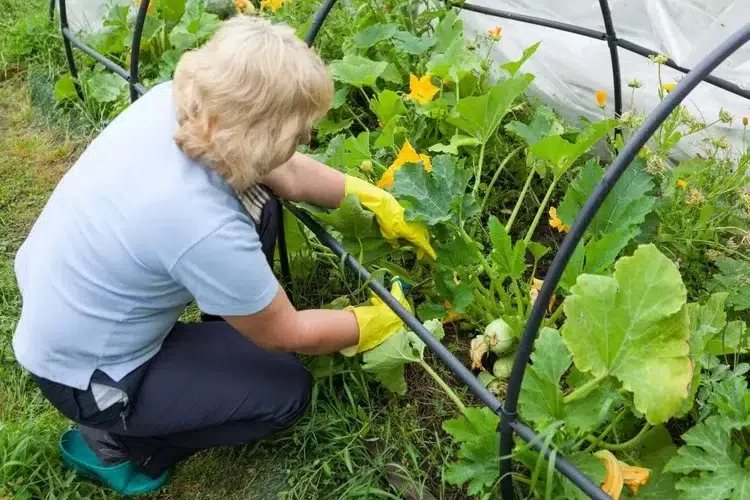 quand et comment tailler les courgettes coureuses et non coureuses guide simple conseils entretien