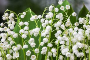 quand planter du muguet en graines