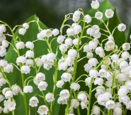 quand planter du muguet en graines