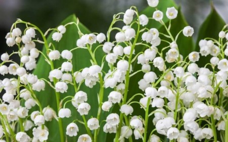 quand planter du muguet en graines
