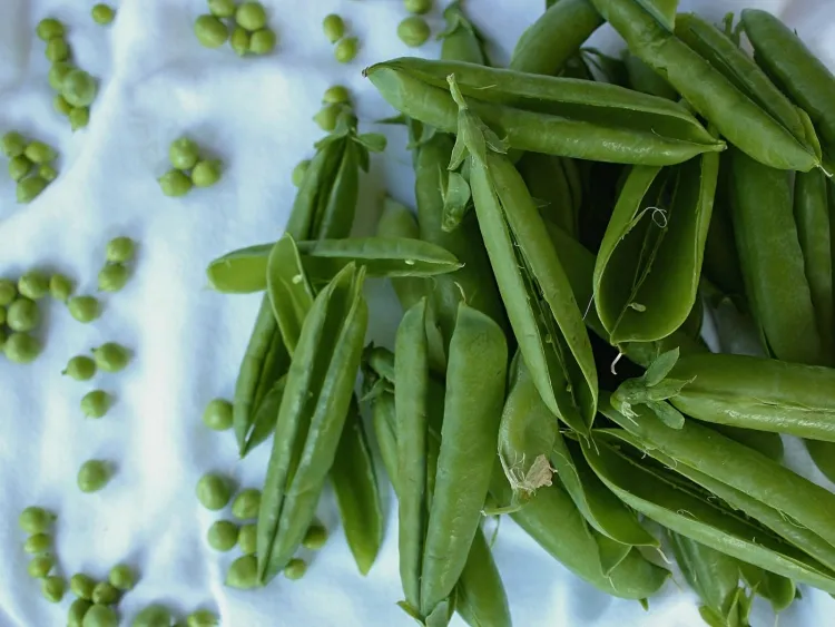 what to do with pea pods list health benefits put compost feed animals