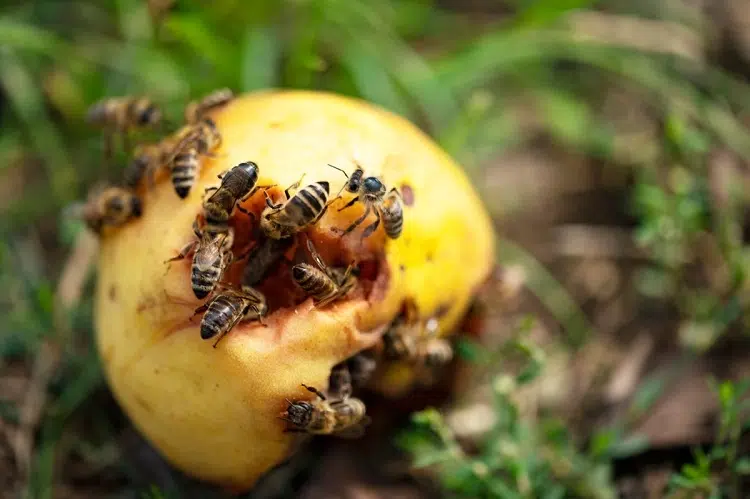 que mangent les abeilles