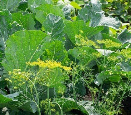 que planter coté des chou fleur plantes potagères aromatiques ornementales