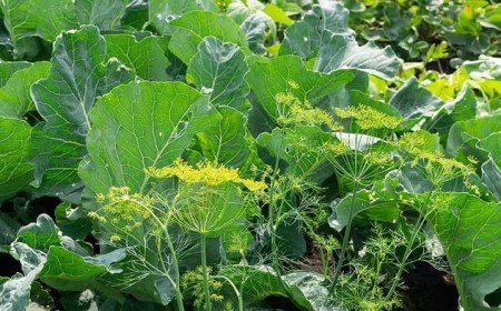 que planter coté des chou fleur plantes potagères aromatiques ornementales