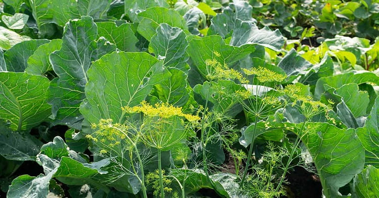 que planter coté des chou fleur plantes potagères aromatiques ornementales