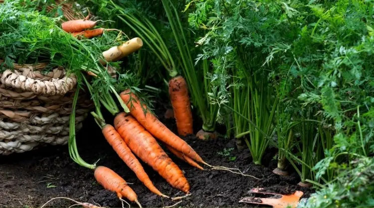 que planter en mai au potager en pleine terre carottes