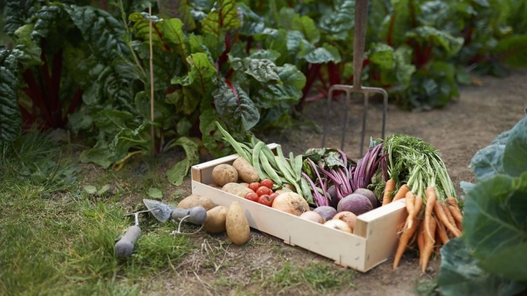 que planter en mai au potager liste