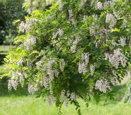 quel arbre pour abeilles