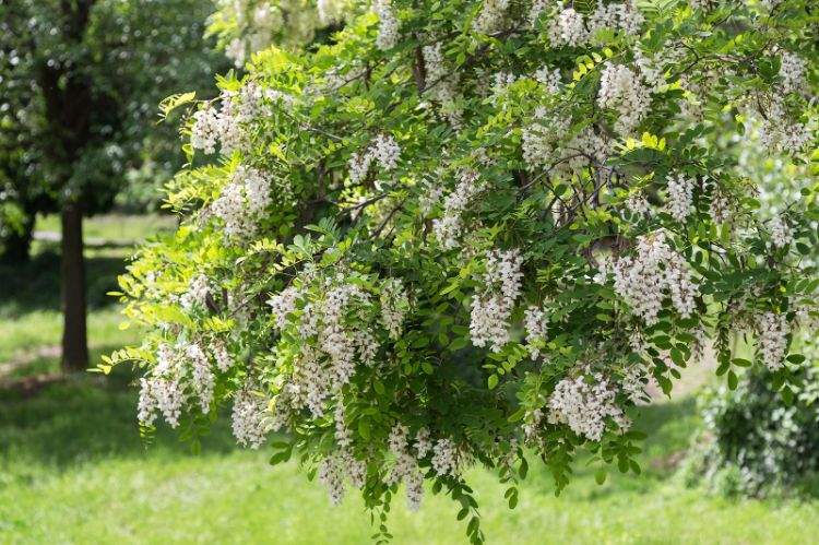 quel arbre pour abeilles