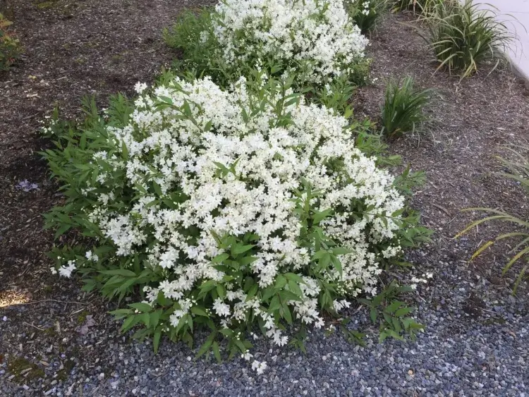 quel arbuste pour jardin en pente deutzia emballe fleurs blanches roses masse début milieu été