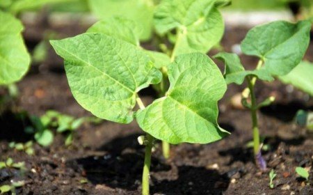 quel engrais haricots verts mettre avant plantation préparer repiquage fertiliser après floraison