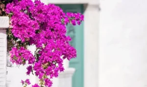 quel engrais naturel pour bougainvillier booster la floraison du bougainvillier