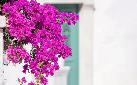 quel engrais naturel pour bougainvillier booster la floraison du bougainvillier