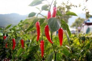 quel engrais pour le piment 2023