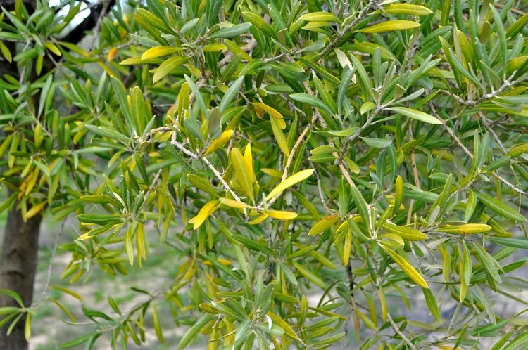 quel est le meilleur engrais pour olivier symptômes de carences olivier feuilles jaunes