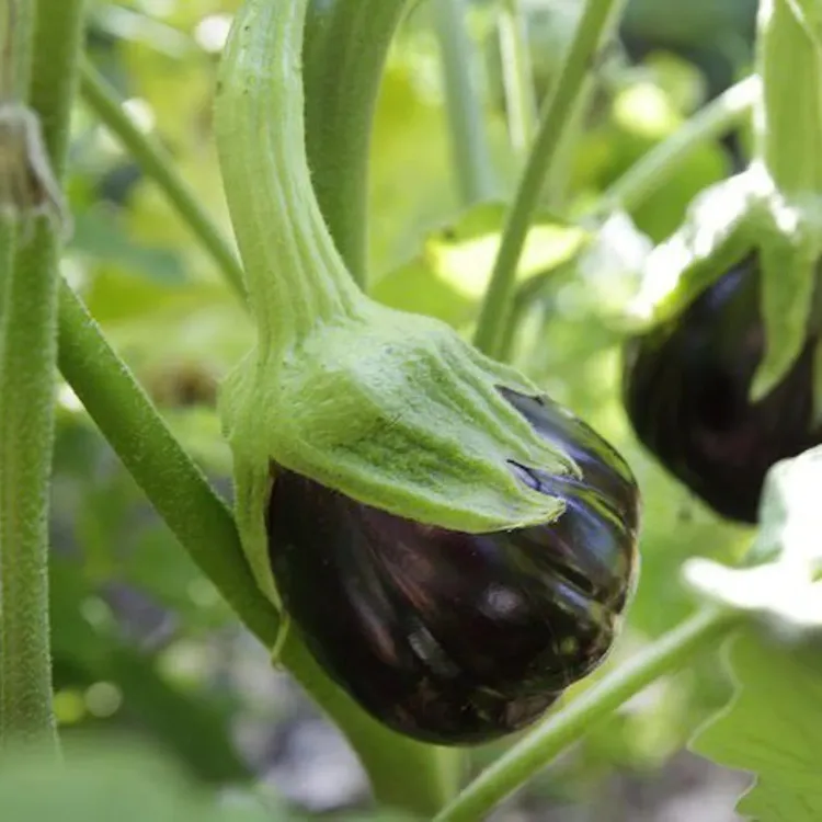 quel est le meilleur légume fruit à planter en juin au potager comment semer planter aubergines éte 2023