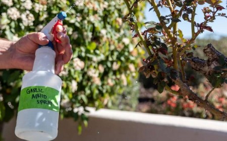 quel est le meilleur tueur naturel de pucerons thé absinthe oignon ail tabac interdit