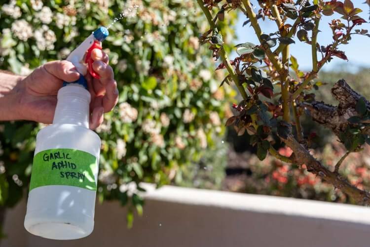 quel est le meilleur tueur naturel de pucerons thé absinthe oignon ail tabac interdit