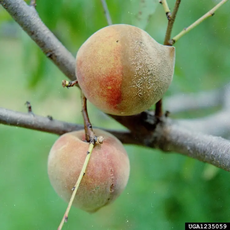 quel est le pire enemi des pucerons arbres fruitiers