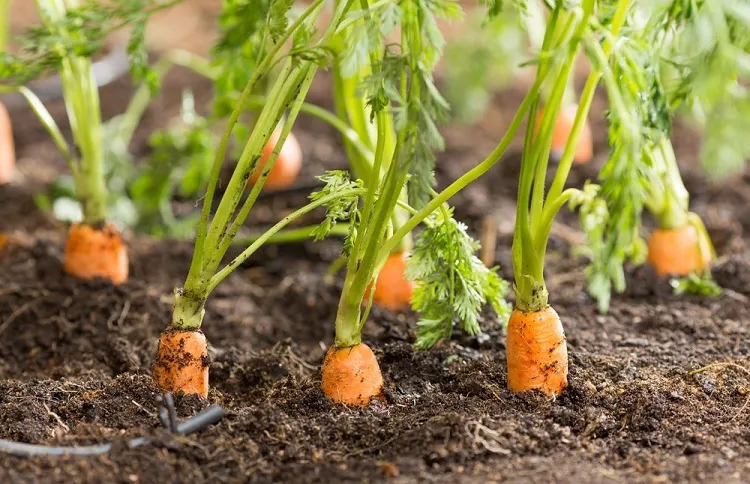 quel légume planter en juin 2023 au potager comment semer planter des carottes au jardin
