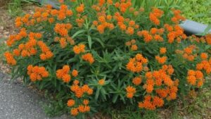 quelle fleur planter pour l'été herbe papillons touffes développer forme arbuste orange vif
