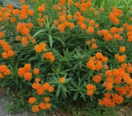 quelle fleur planter pour l'été herbe papillons touffes développer forme arbuste orange vif