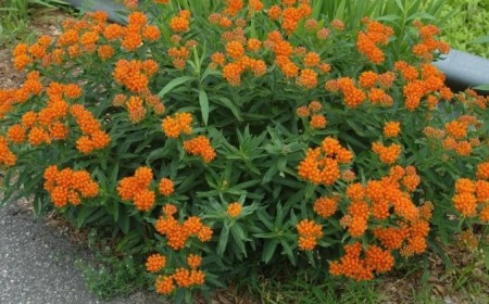 quelle fleur planter pour l'été herbe papillons touffes développer forme arbuste orange vif