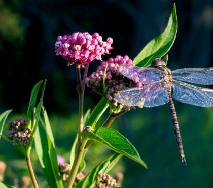 quelle plante pour attirer les libellules avantages associer esthétique écologie éliminer moustiques