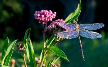 quelle plante pour attirer les libellules avantages associer esthétique écologie éliminer moustiques