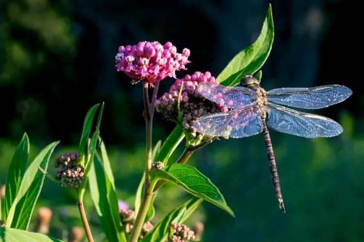quelle plante pour attirer les libellules avantages associer esthétique écologie éliminer moustiques