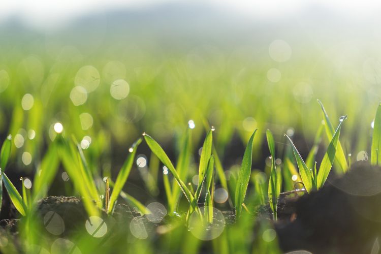 quelles céréales faire pousser dans son jardin