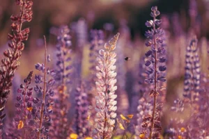 quelles fleurs fleurissent en mai cultiver le lupin au jardin d'été