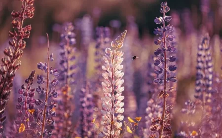quelles fleurs fleurissent en mai cultiver le lupin au jardin d'été