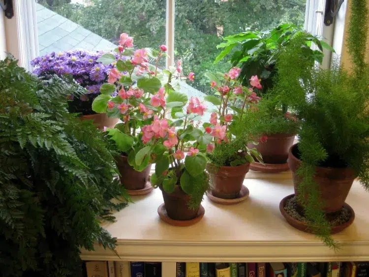 quelles fleurs mettre sur un rebord de fenêtre plantes pots jardinières combattre blues saison