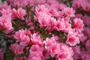 quelles plantes aiment le sol acide liste des arbustes azalées rhododendrons