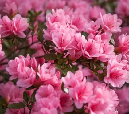quelles plantes aiment le sol acide liste des arbustes azalées rhododendrons