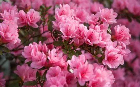 quelles plantes aiment le sol acide liste des arbustes azalées rhododendrons