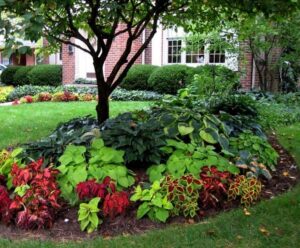quelles plantes extérieures ombre mi ombre vivaces jardin ornement orienté nord