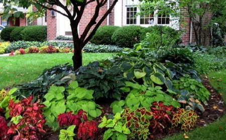 quelles plantes extérieures ombre mi ombre vivaces jardin ornement orienté nord
