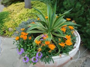 quelles plantes pour jardinière sans arrosage presque plantes résistantes sècheresse